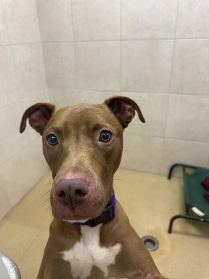 Enlarge Romeo, a Adoptable mixed breed in North Miami Beach, FL image 2/2