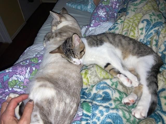 Prince, a ADOPTABLE Domestic Short Hair in Orange, CA image 2/5
