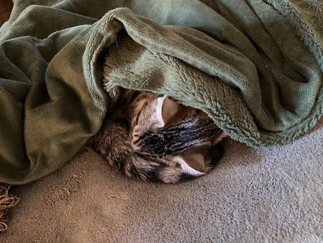 Prince, a ADOPTABLE Domestic Short Hair in Orange, CA image 3/5