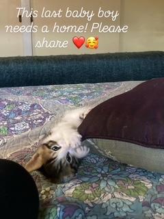 Prince, a ADOPTABLE Domestic Short Hair in Orange, CA image 4/5