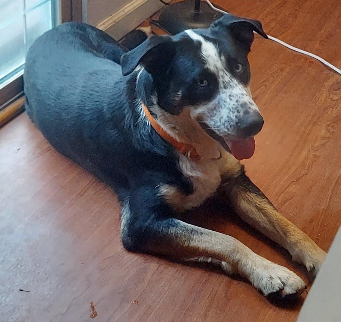 Enlarge Blue, a Adoptable mixed breed in Oswego, IL image 5/5