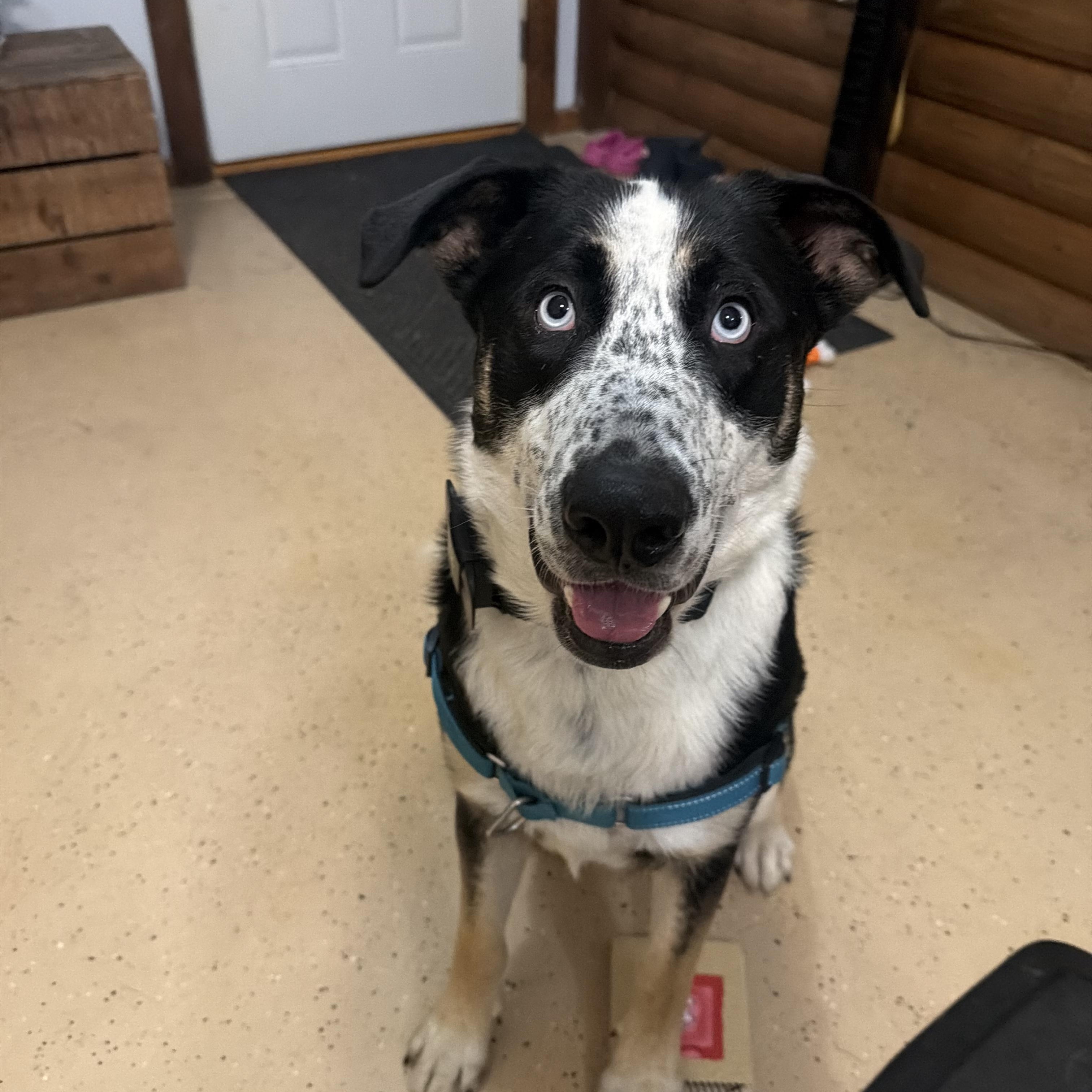 Blue, Adoptable, Adult Male Shepherd & Australian Shepherd.