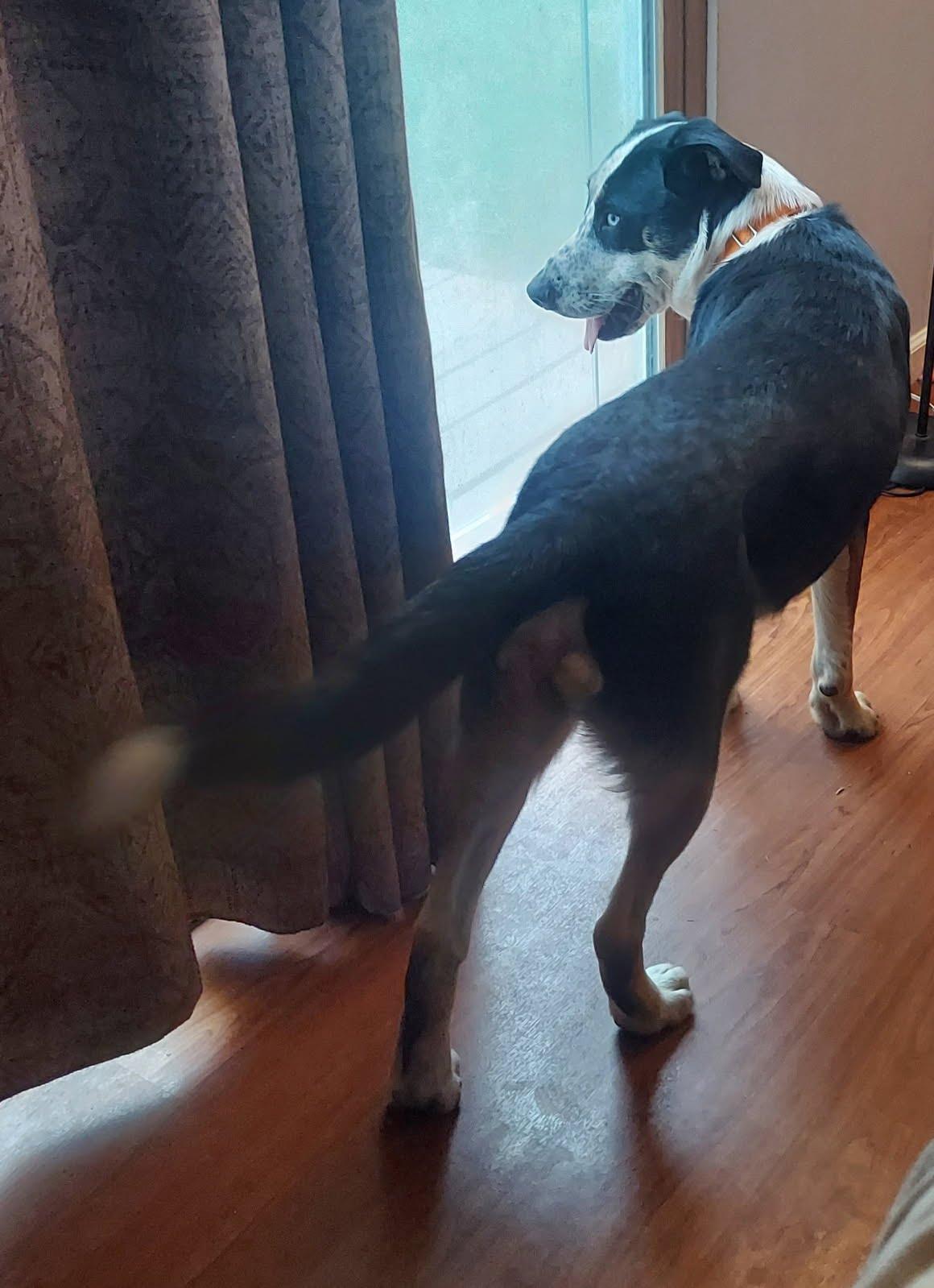 Enlarge Blue, a Adoptable mixed breed in Oswego, IL image 3/5