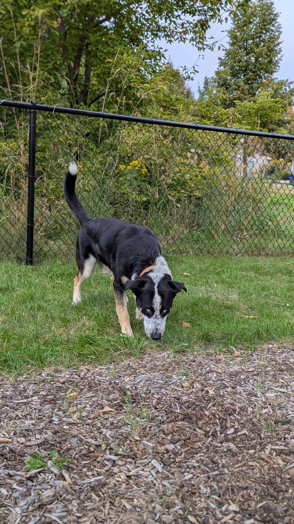 Enlarge Blue, a Adoptable mixed breed in Oswego, IL image 5/6