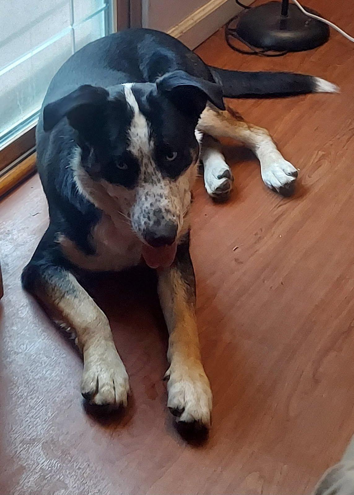 Enlarge Blue, a Adoptable mixed breed in Oswego, IL image 2/5