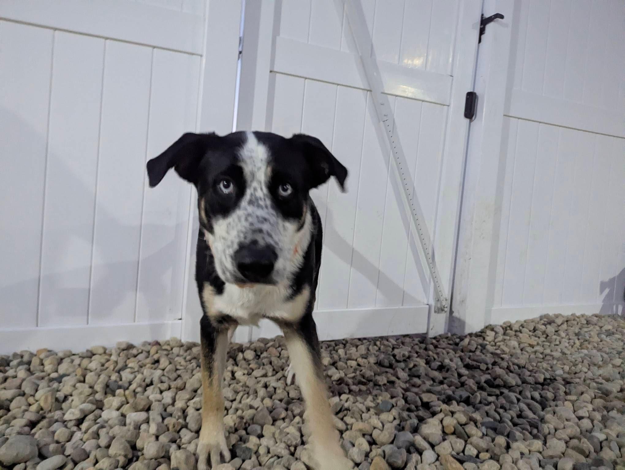 Enlarge Blue, a Adoptable mixed breed in Oswego, IL image 4/6