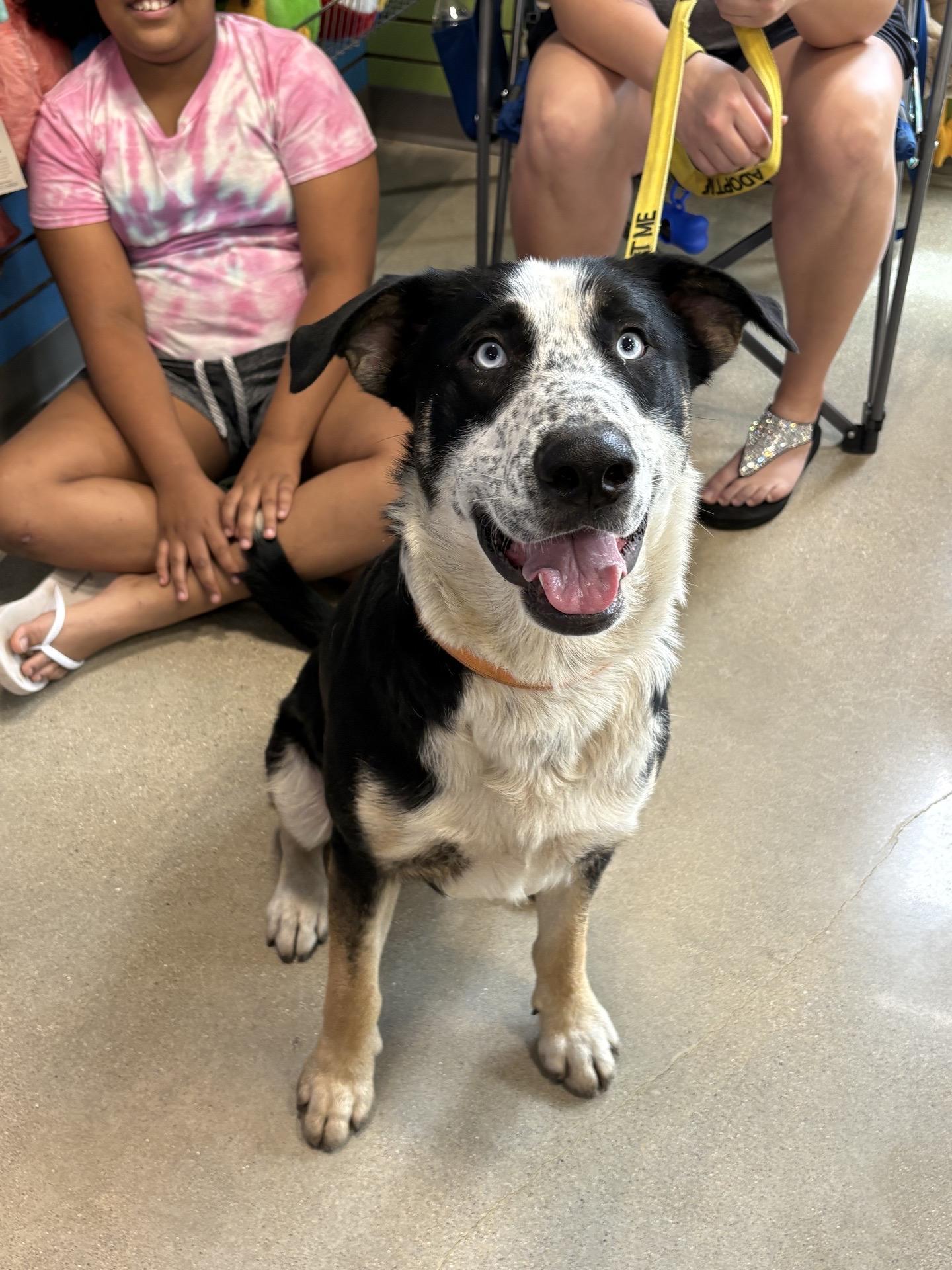 Enlarge Blue, a Adoptable mixed breed in Oswego, IL image 4/5
