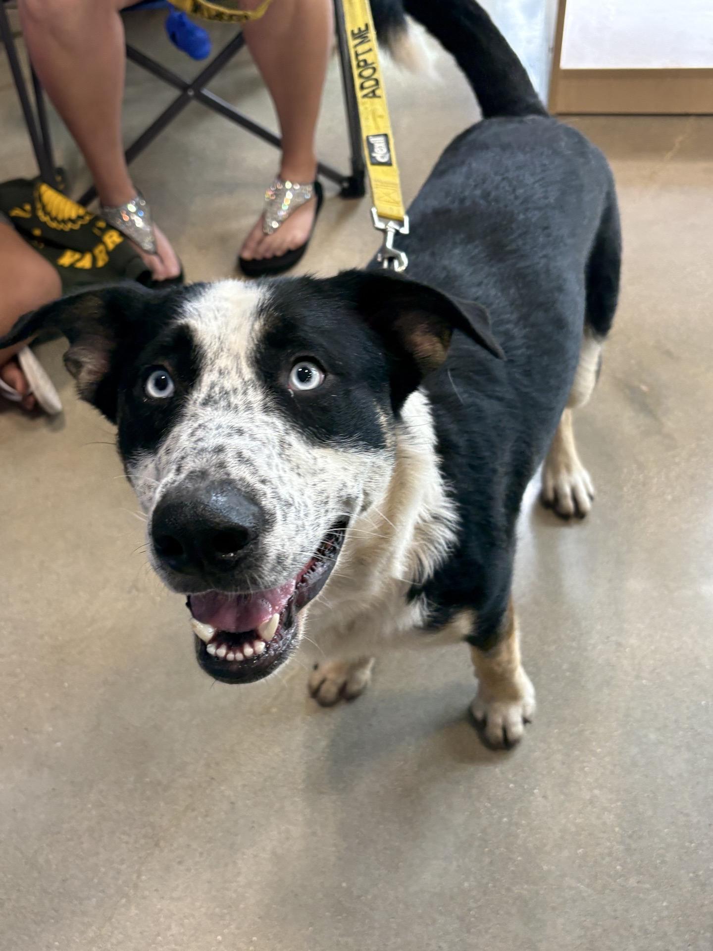 Enlarge Blue, a Adoptable mixed breed in Oswego, IL image 1/5