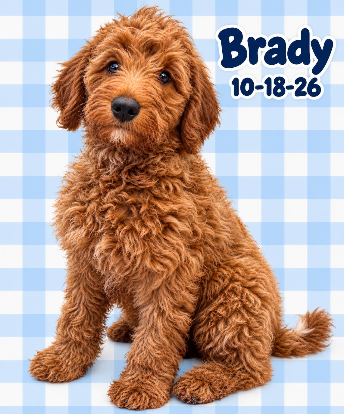 Enlarge Brady, a Adoptable Labradoodle in El Segundo, CA image 2/6