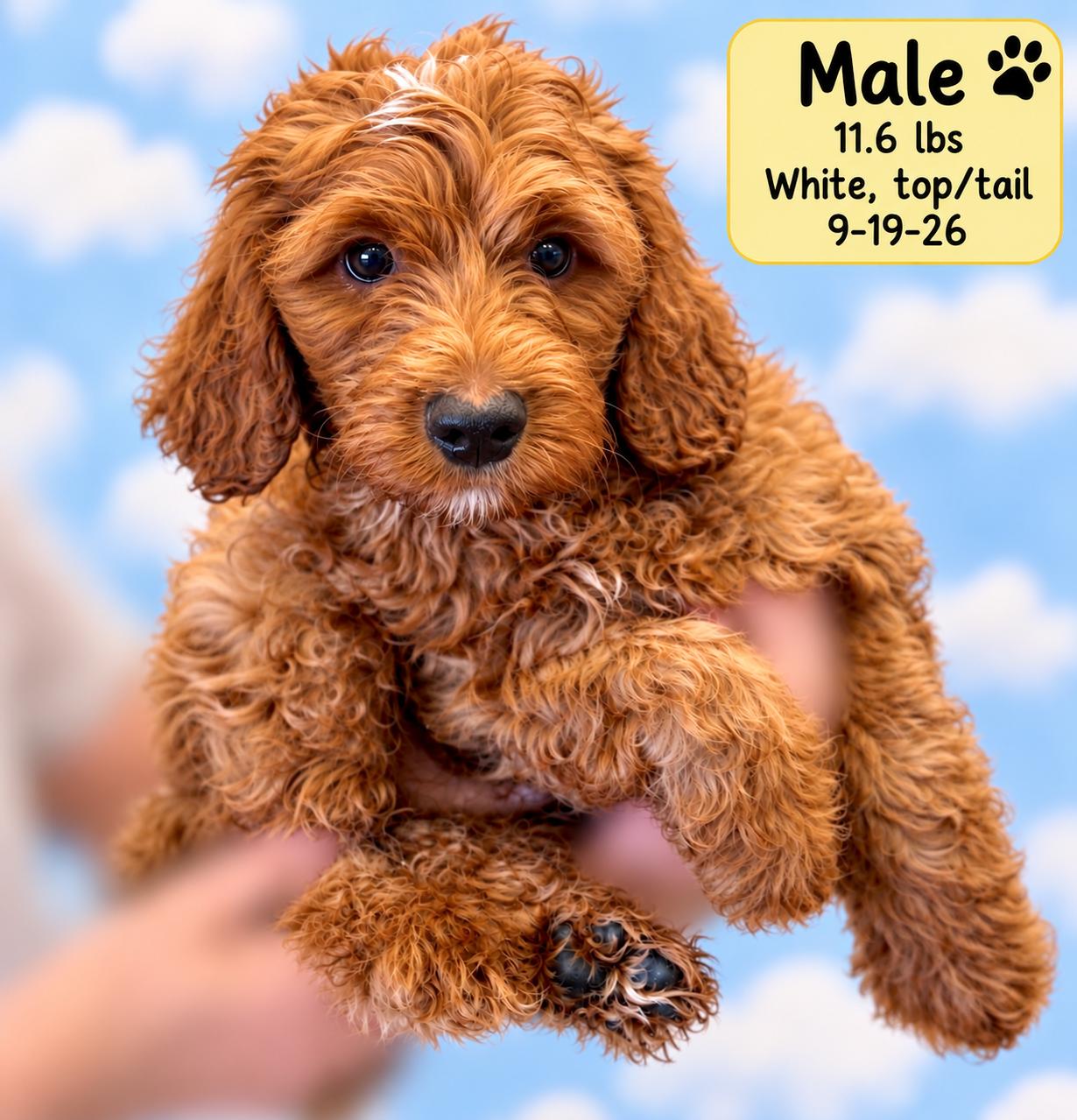 Enlarge Brady, a Adoptable Labradoodle in El Segundo, CA image 4/6