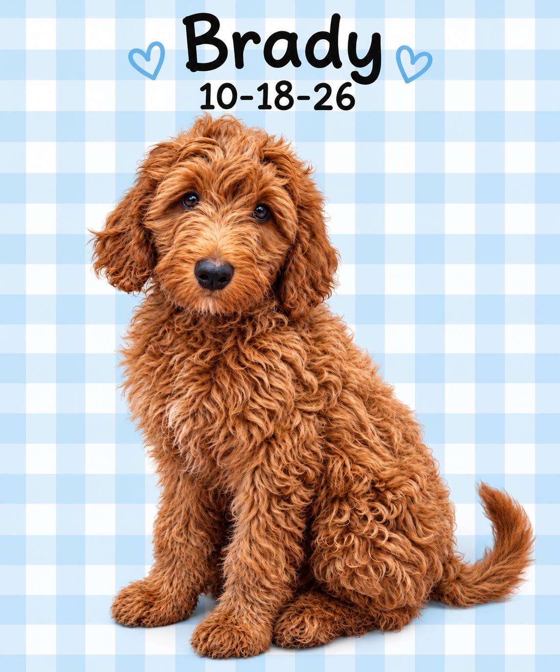 Enlarge Brady, a Adoptable Labradoodle in El Segundo, CA image 3/6