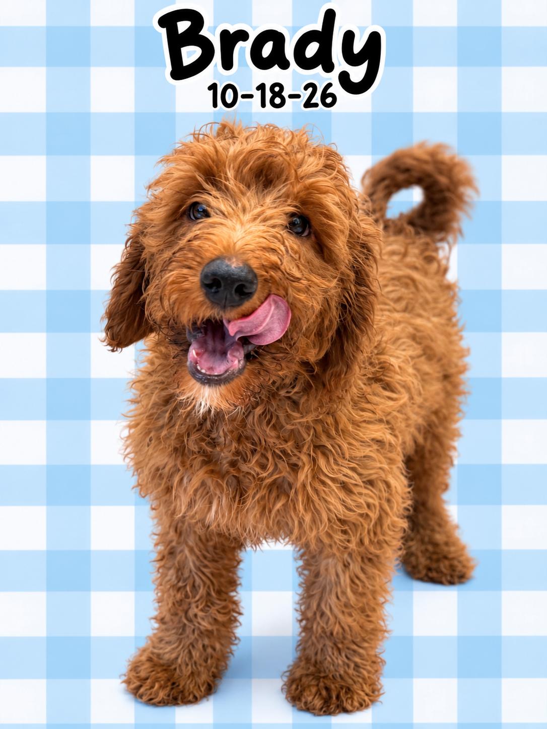 Enlarge Brady, a Adoptable Labradoodle in El Segundo, CA image 1/6