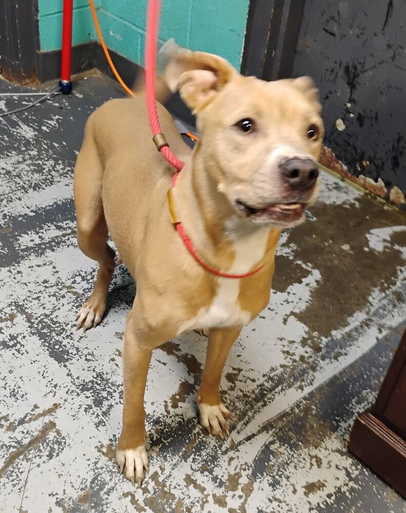 April #108, Adoptable, Adult Female Labrador Retriever & American Bully.