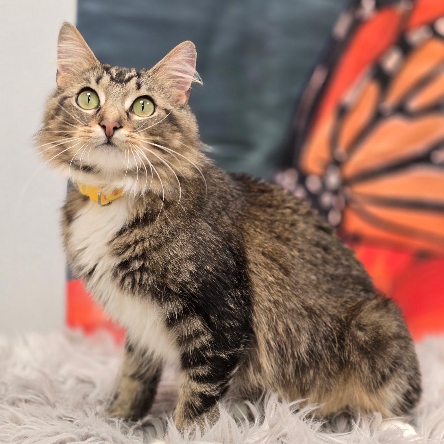 Enlarge Bell, a ADOPTABLE Domestic Medium Hair in Effingham, IL image 2/2