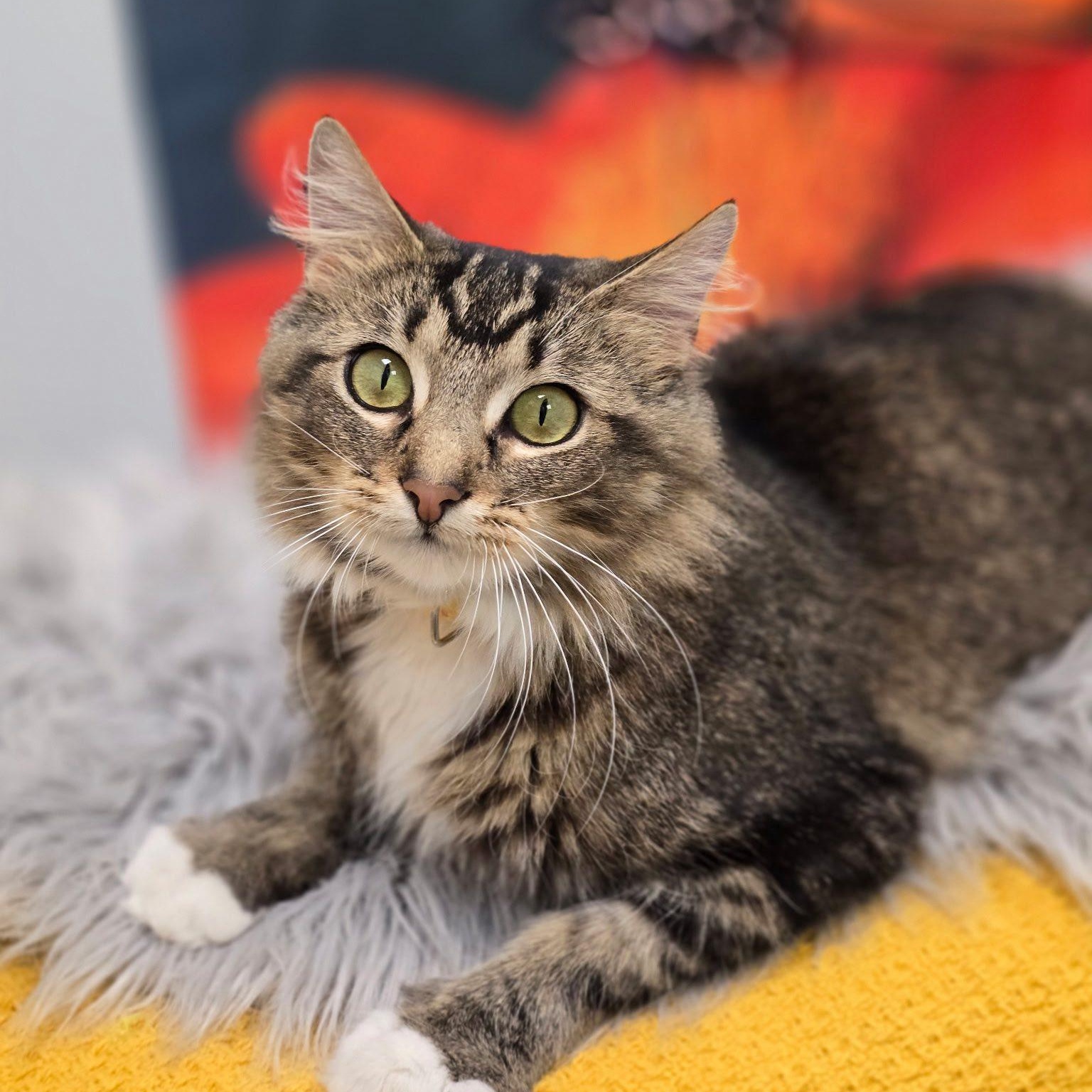 Enlarge Bell, a ADOPTABLE Domestic Medium Hair in Effingham, IL image 1/2