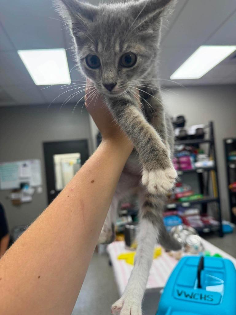 Mesh, Adoptable, Kitten Female Domestic Short Hair.