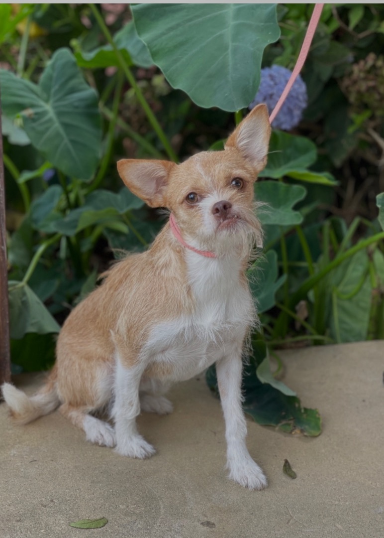 Daisy, Adopted, Young Female Terrier.