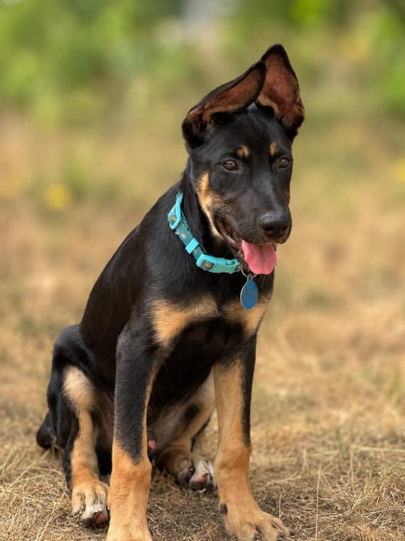 Grant, Adoptable, Young Male German Shepherd Dog.