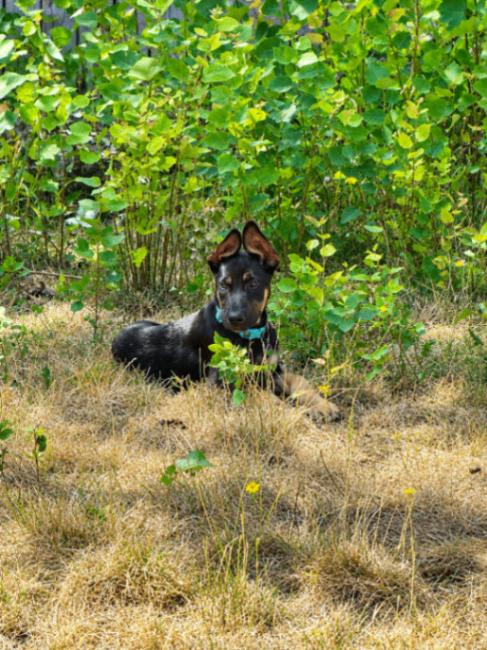 Grant, a Adoptable mixed breed in Seattle, WA image 2/3