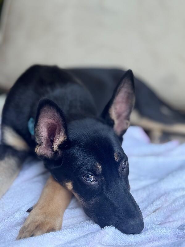 Grant, a Adoptable mixed breed in Seattle, WA image 3/3