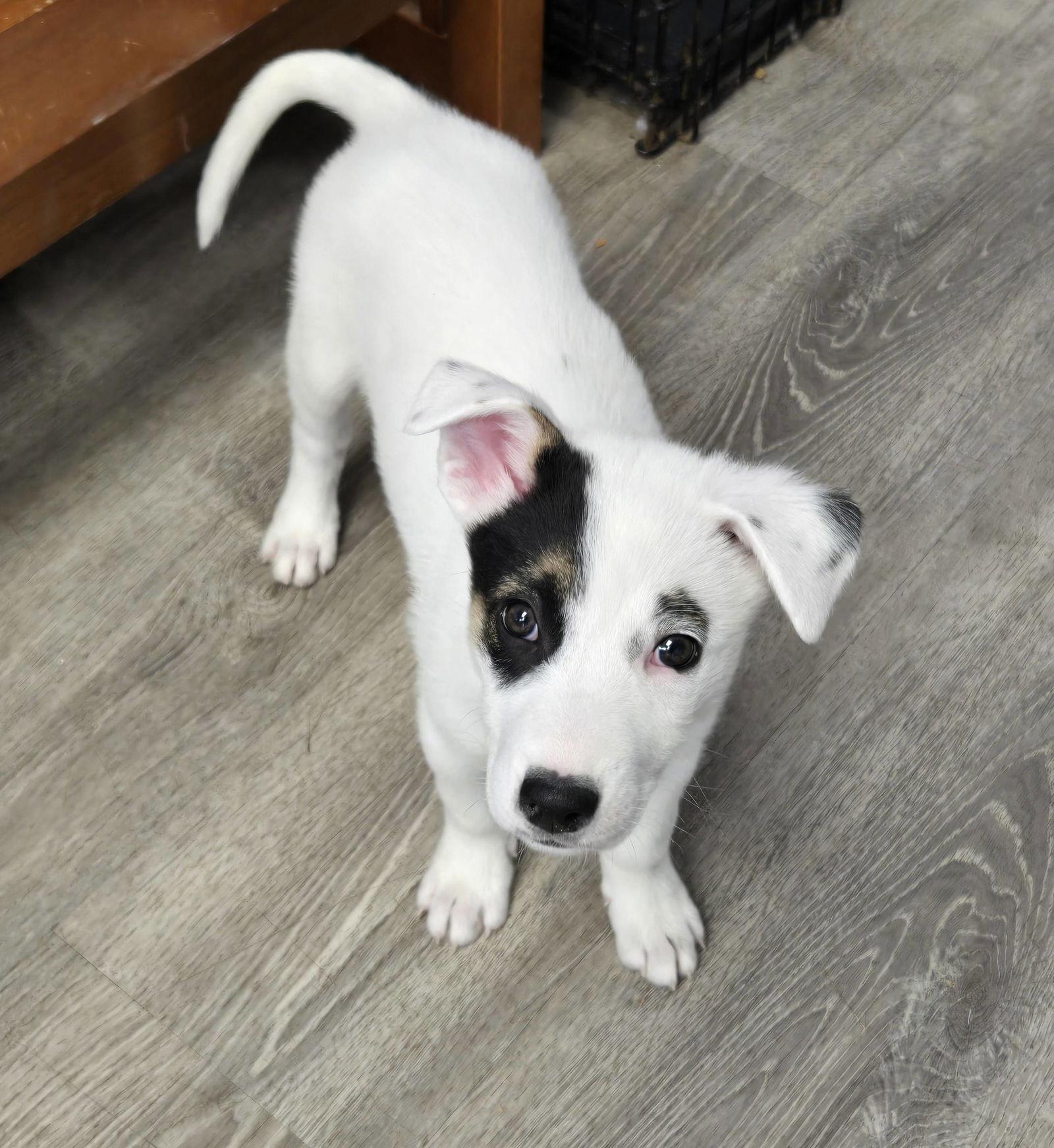 Bear, Adoptable, Puppy Male Border Collie.