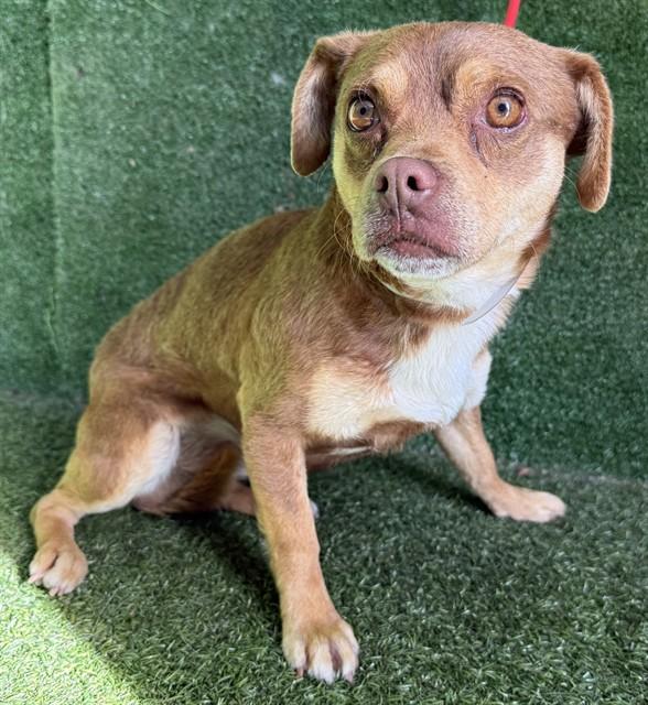 CANELO, Adoptable, Adult Male Chihuahua.