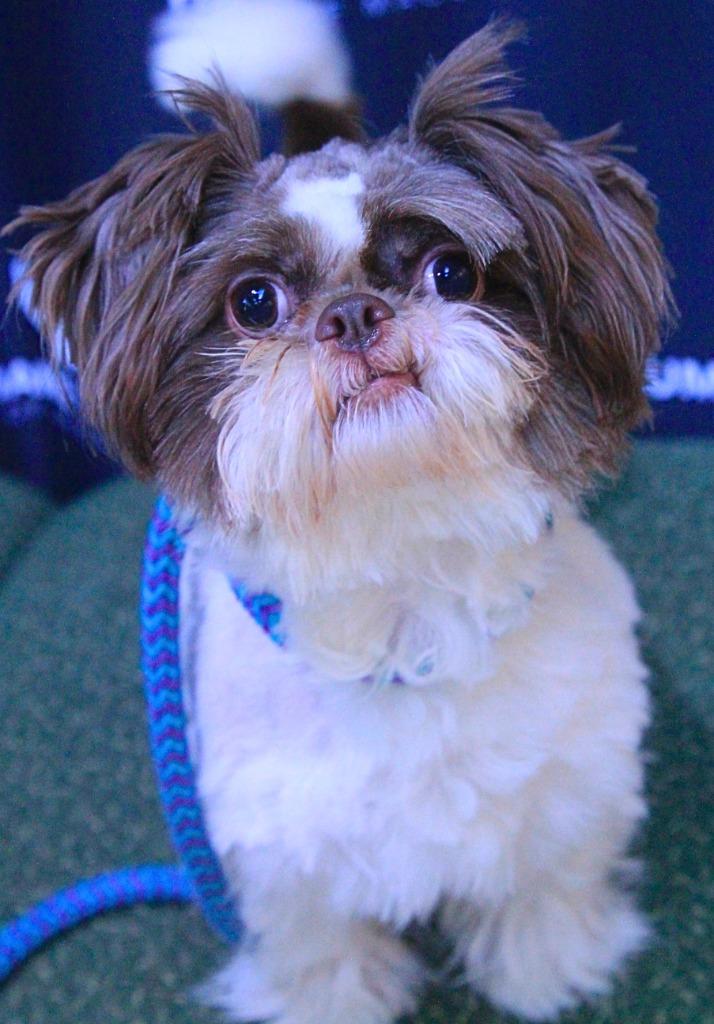Enlarge Italy, a Adoptable mixed breed in Utica, MI image 1/3