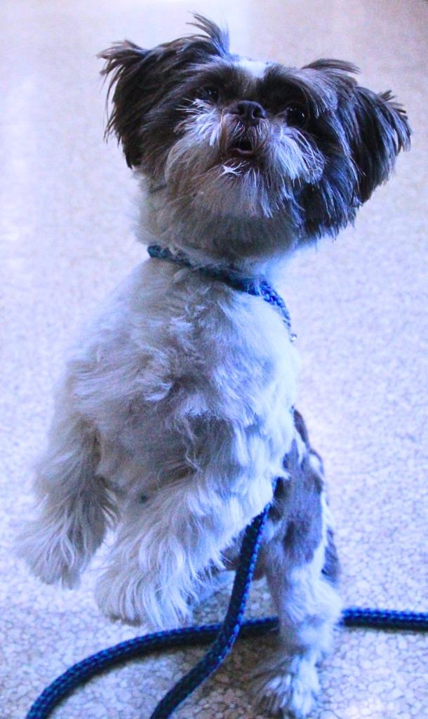 Enlarge Italy, a Adoptable mixed breed in Utica, MI image 2/3