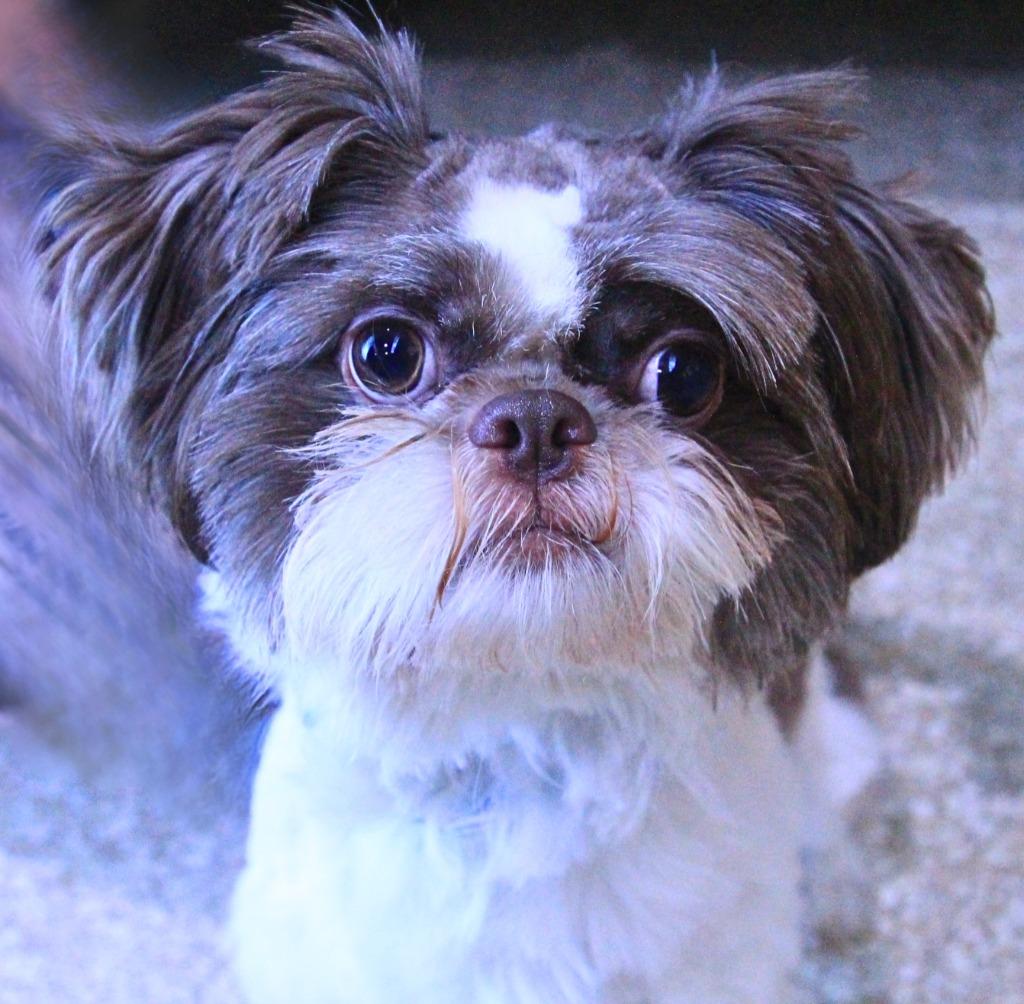 Enlarge Italy, a Adoptable mixed breed in Utica, MI image 3/3