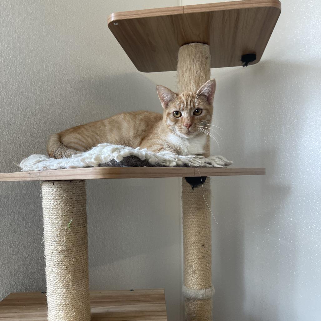 Mogwai, Adoptable, Adult Female Domestic Short Hair.