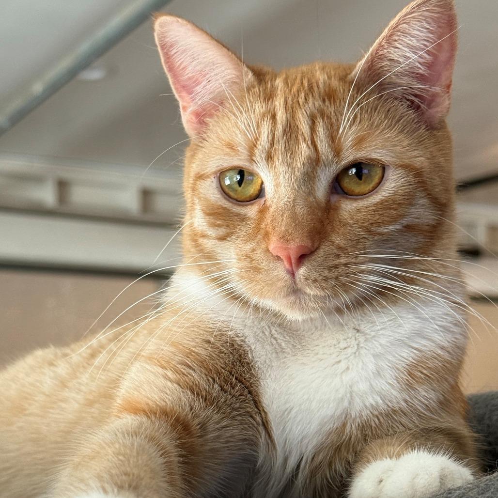 Enlarge Mogwai, a Adoptable Domestic Short Hair in Brea, CA image 2/6