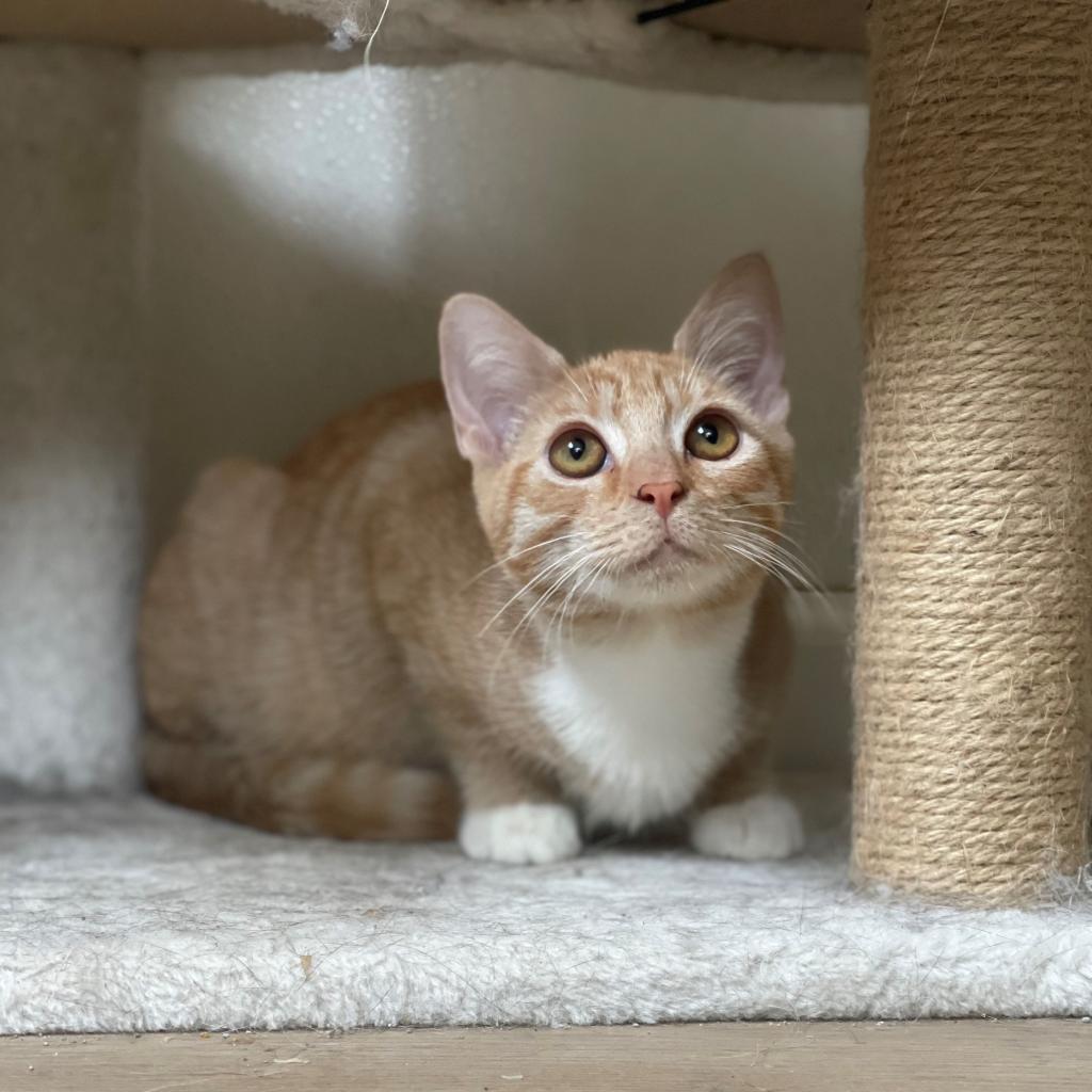 Enlarge Mogwai, a Adoptable Domestic Short Hair in Brea, CA image 3/6