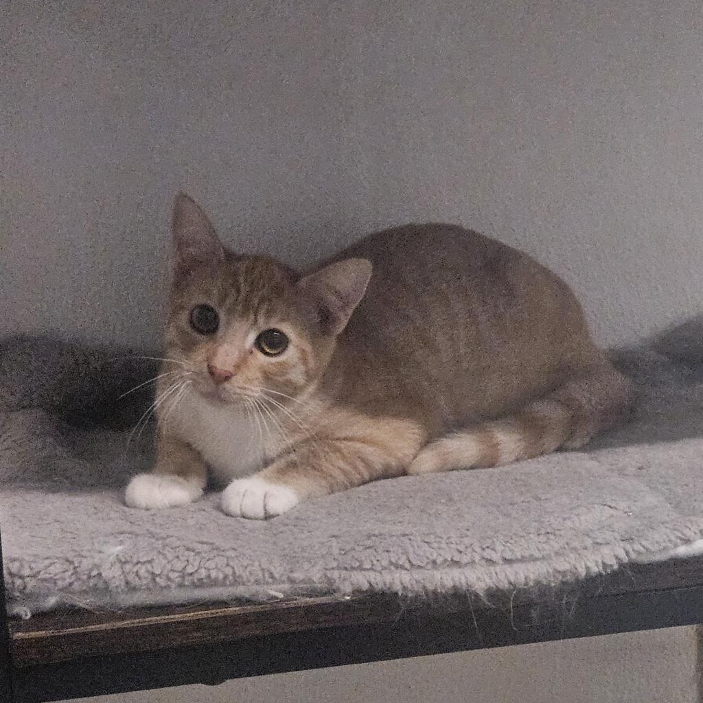 Enlarge Mogwai, a Adoptable Domestic Short Hair in Brea, CA image 4/6