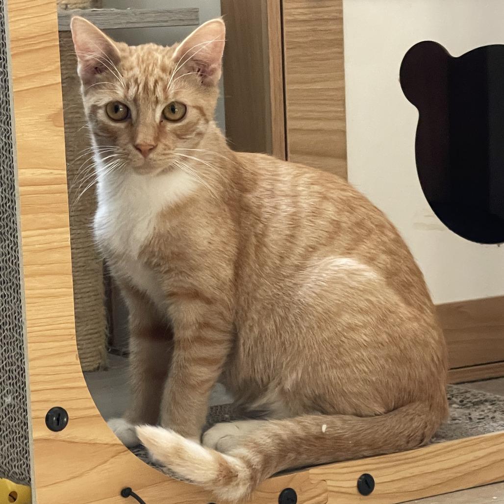 Enlarge Mogwai, a Adoptable Domestic Short Hair in Brea, CA image 5/6