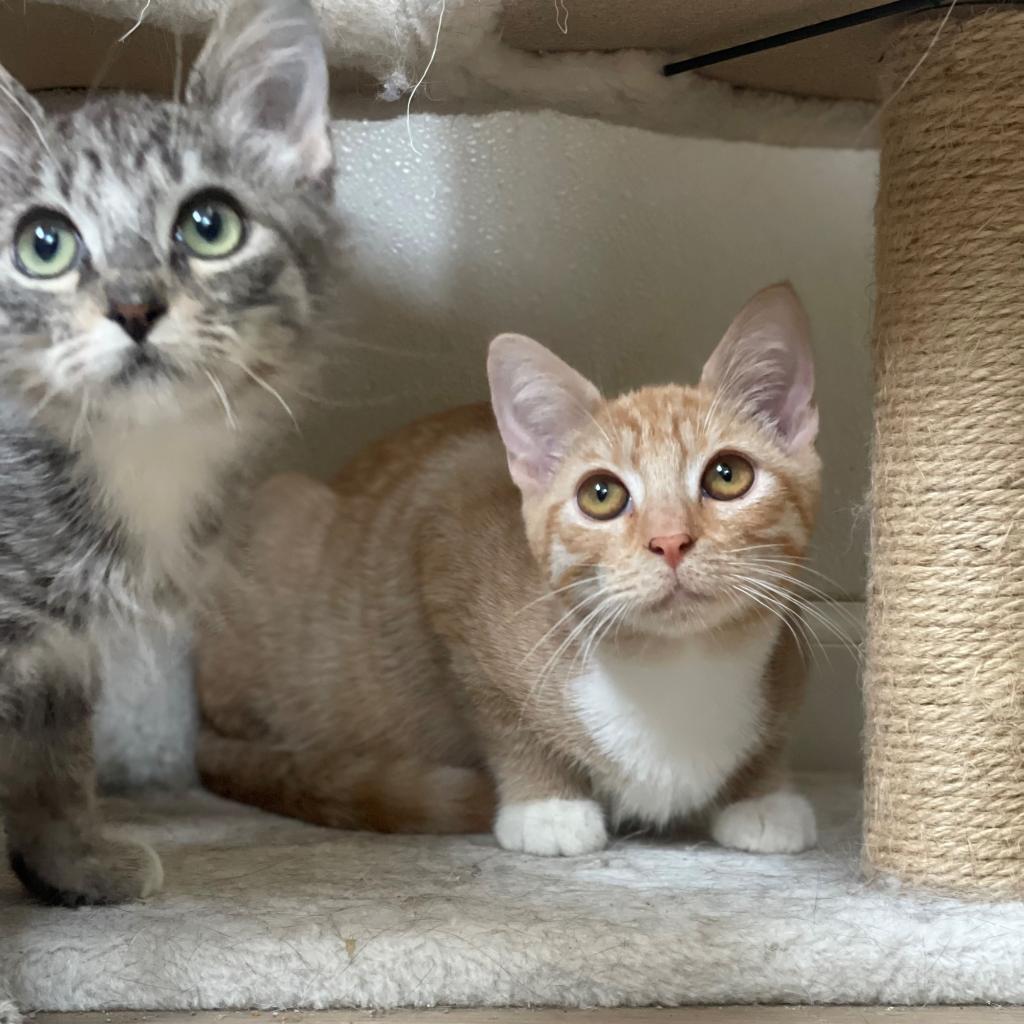 Enlarge Mogwai, a Adoptable Domestic Short Hair in Brea, CA image 6/6