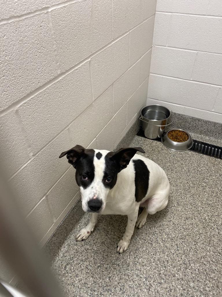 Enlarge Papaya, a Adoptable Terrier in Van Wert, OH image 1/2
