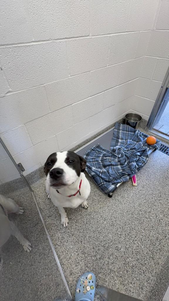 Enlarge Papaya, a Adoptable Terrier in Van Wert, OH image 2/2