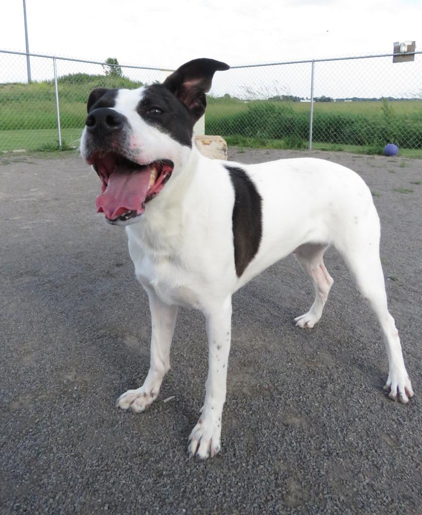 Enlarge Papaya, a Adoptable mixed breed in Van Wert, OH image 3/4