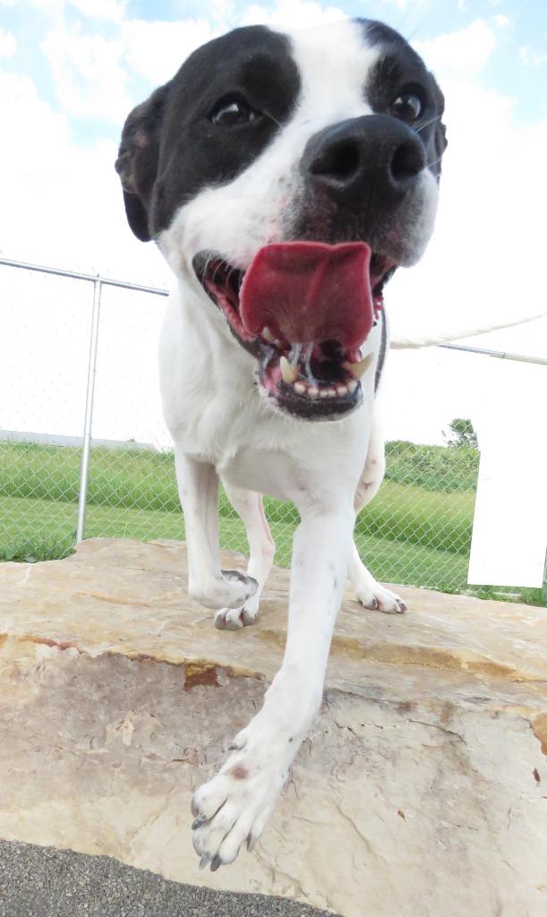 Enlarge Papaya, a Adoptable mixed breed in Van Wert, OH image 4/4