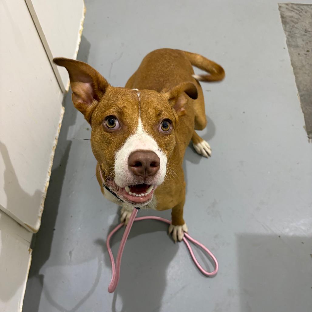 Enlarge Hanna, a Adoptable mixed breed in Binghamton, NY image 1/1