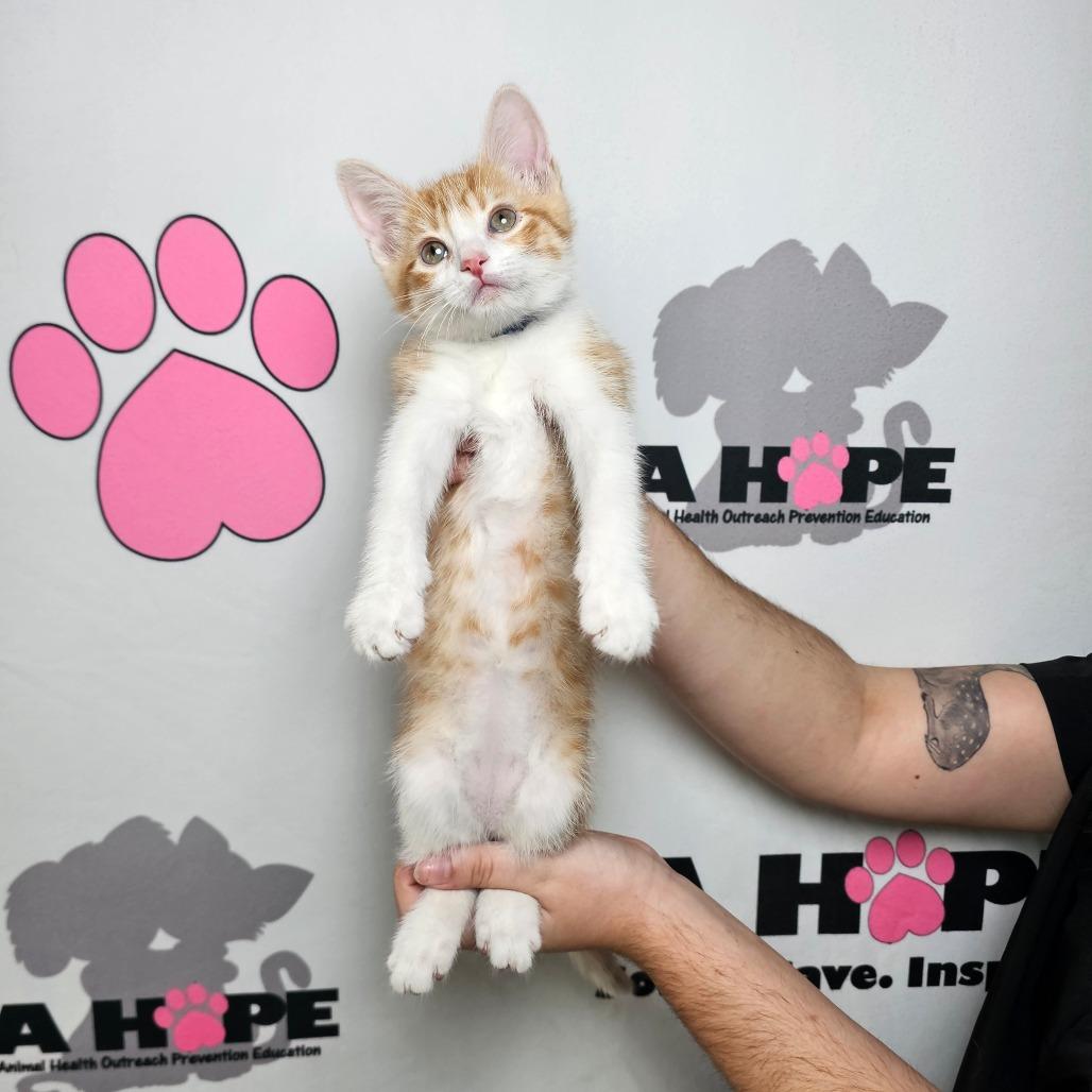 Chicken Strip, Adoptable, Kitten Male American Shorthair.