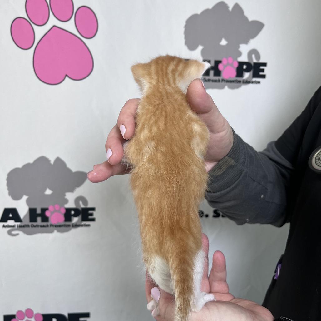 Chicken Strip, Adoptable, Kitten Male American Shorthair.