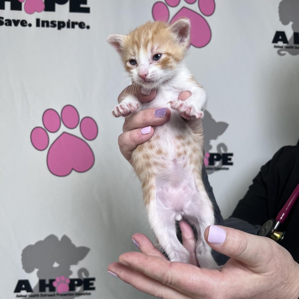 Enlarge Chicken Strip, a Adoptable mixed breed in Milton, FL image 2/6