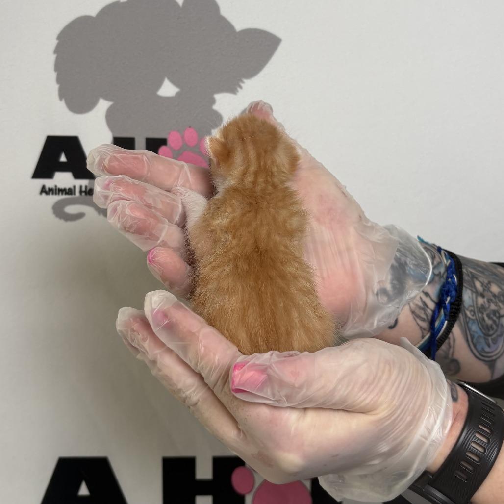 Enlarge Chicken Strip, a Adoptable mixed breed in Milton, FL image 1/3