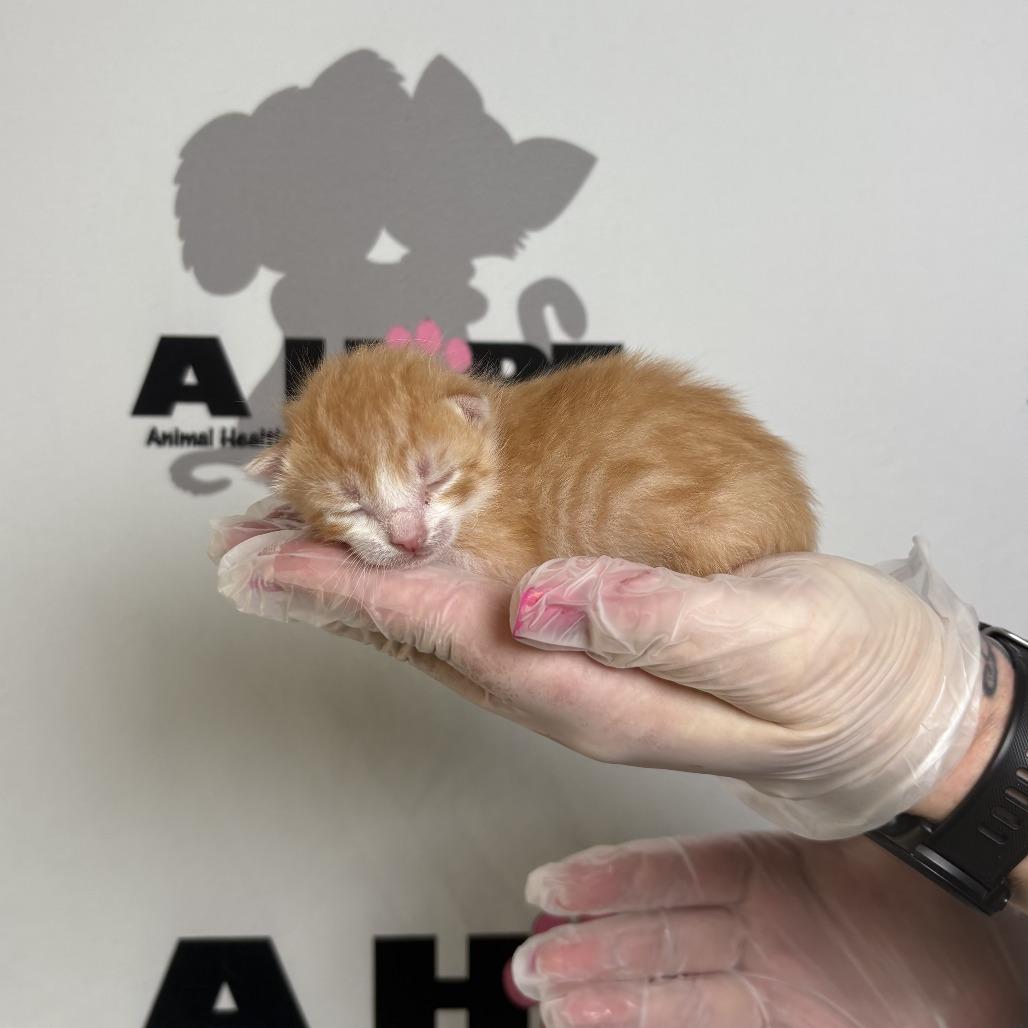 Enlarge Chicken Strip, a Adoptable mixed breed in Milton, FL image 2/3