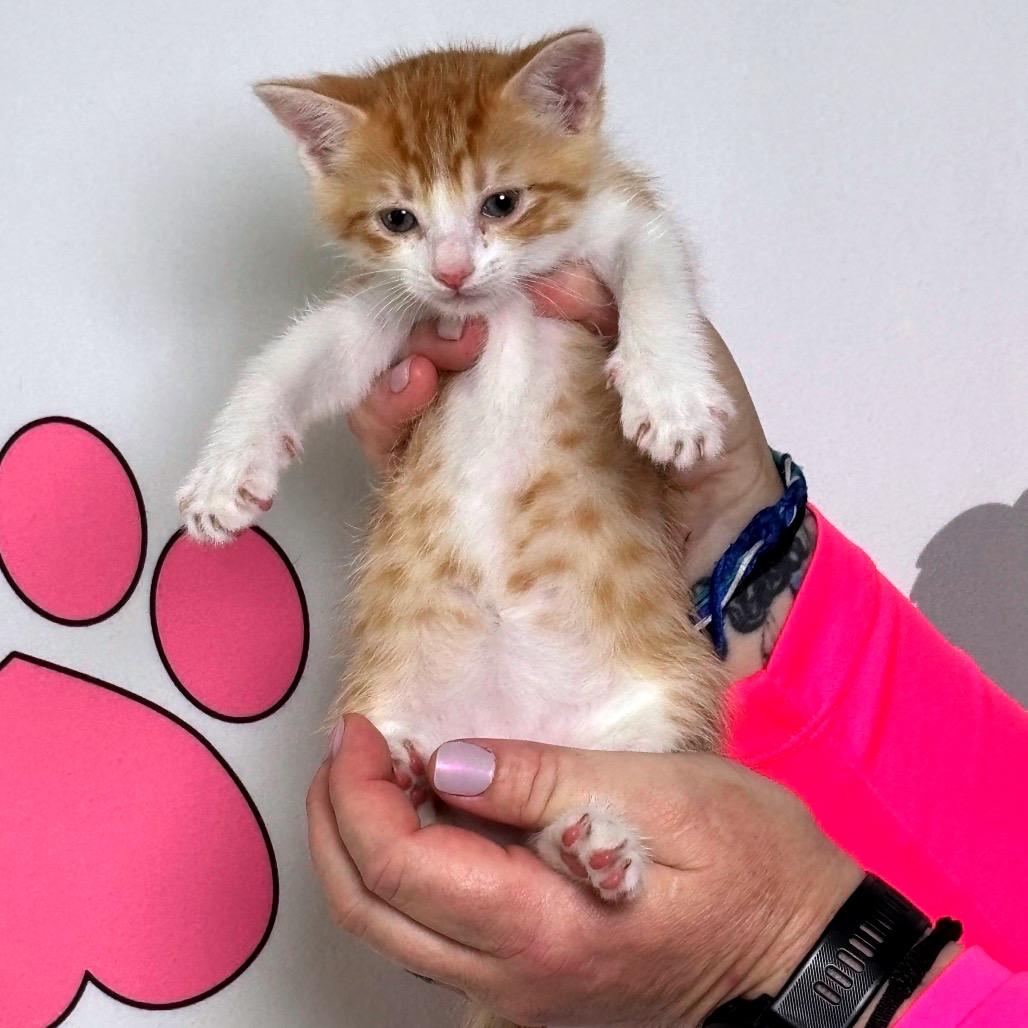 Enlarge Chicken Strip, a Adoptable mixed breed in Milton, FL image 5/6