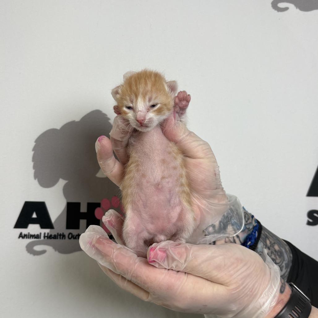 Enlarge Chicken Strip, a Adoptable mixed breed in Milton, FL image 3/3