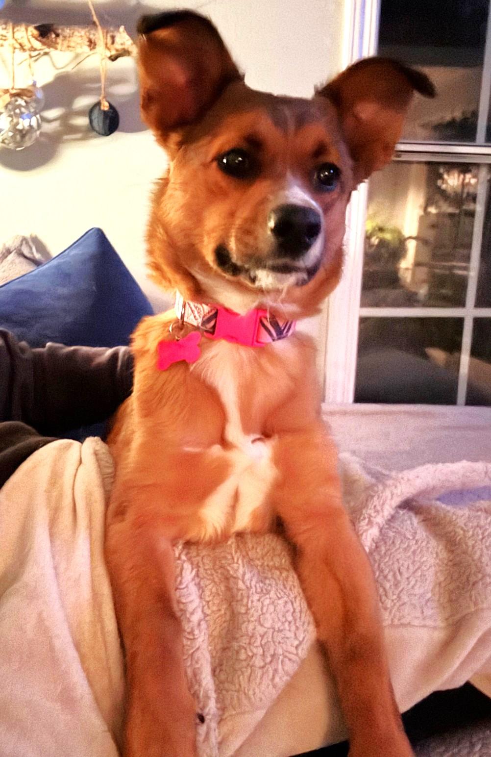 Hazel, an adopted mixed breed in Palatine, IL image 3/6