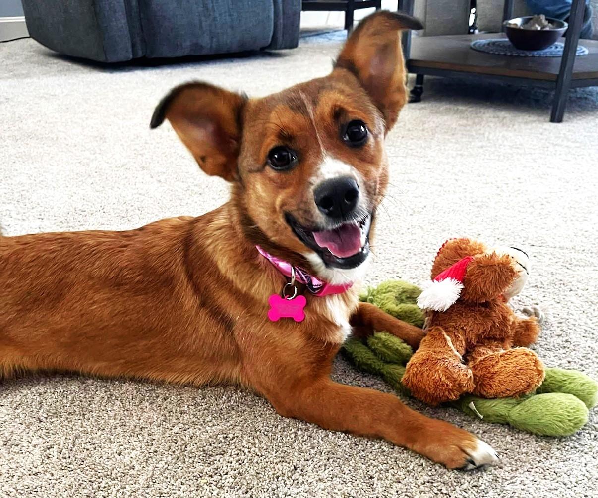 Hazel, an adopted mixed breed in Palatine, IL image 2/6