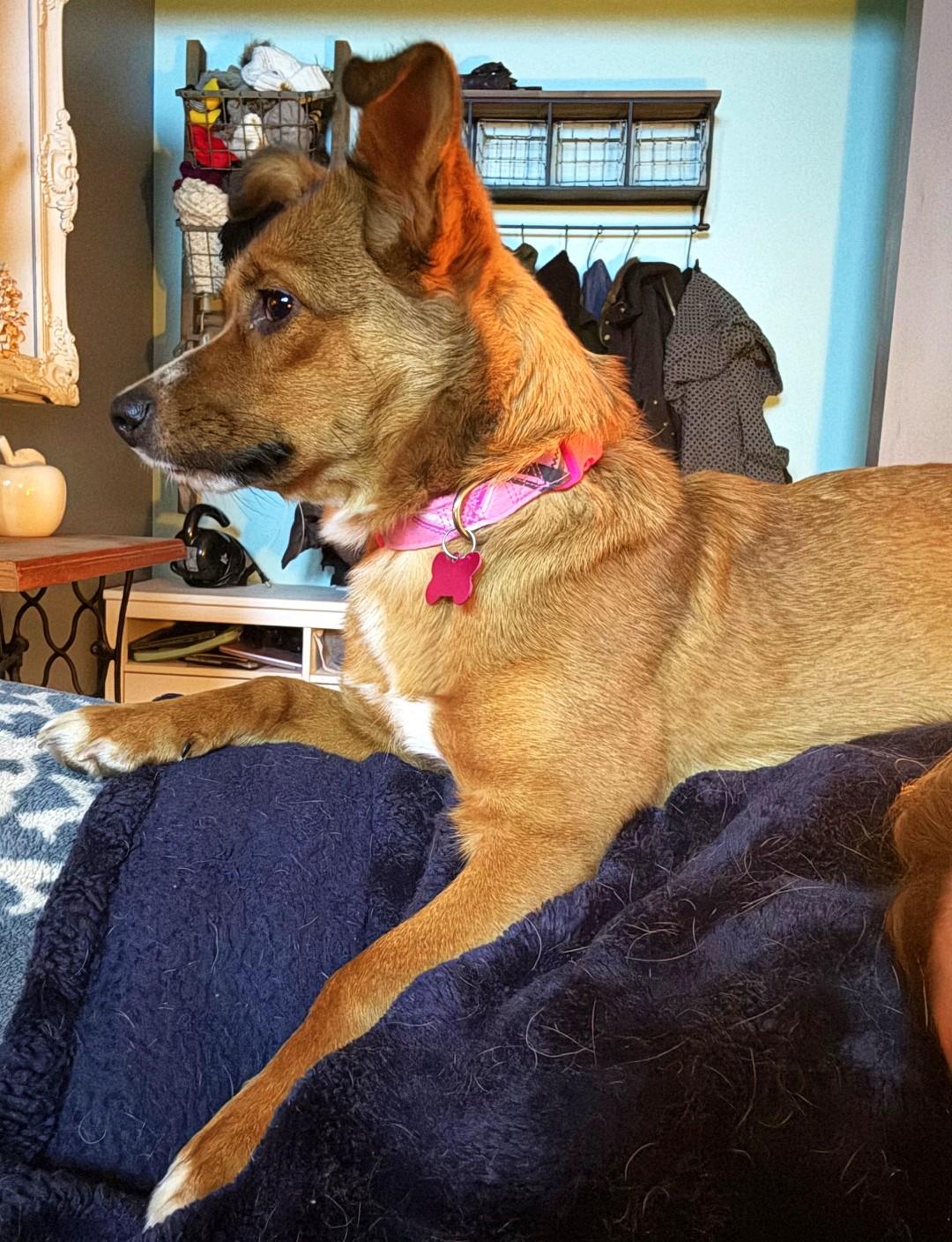 Hazel, an adopted mixed breed in Palatine, IL image 5/6